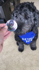Customer Photo: Dog Birthday